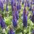 Salvia superba Bordeau Deep Blue.jpg